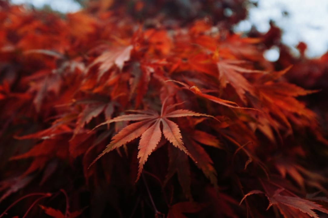 投稿された参考画像